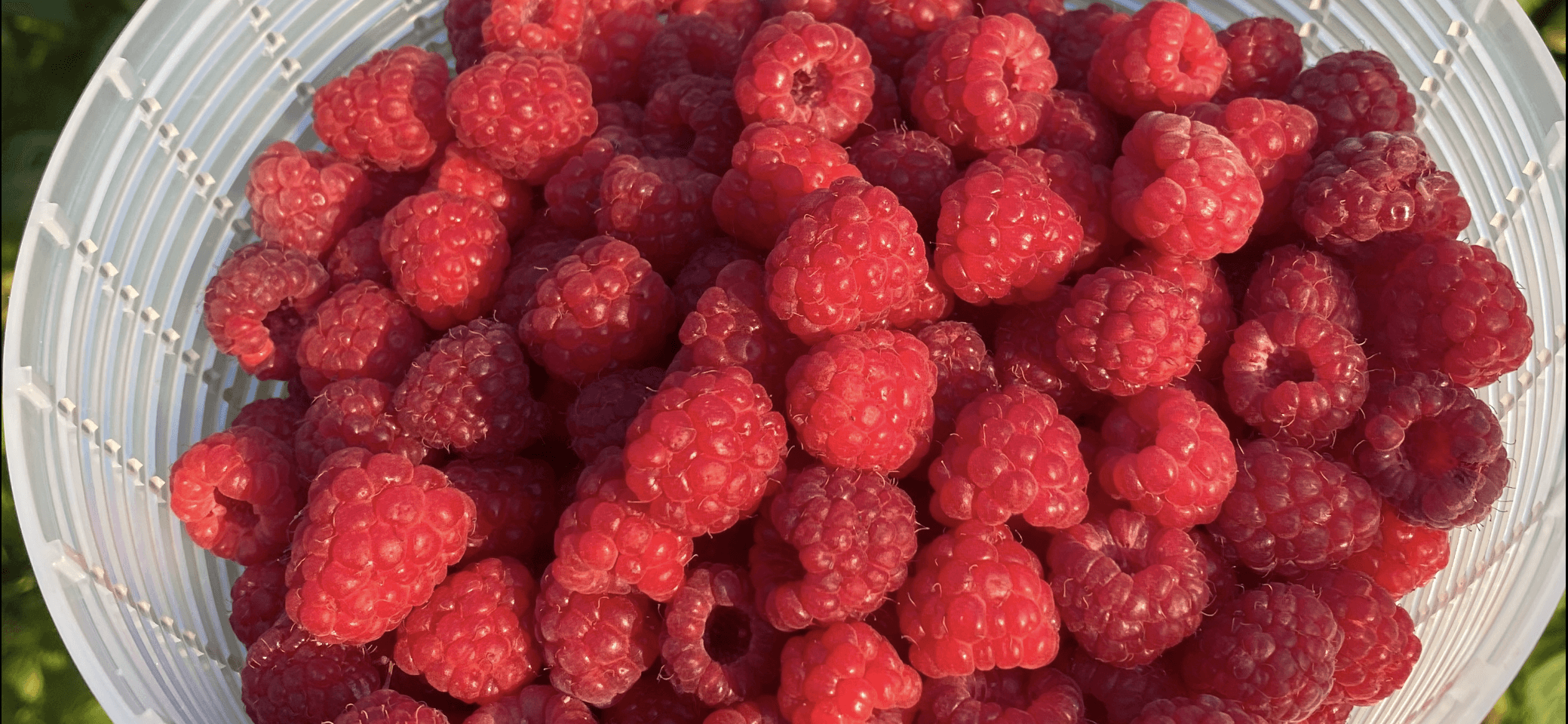 Freeze-dried raspberries prepared for crisp long-term storage