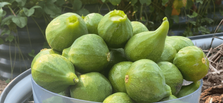 How to Tell When Green Figs Are Ripe: 7 Signs It’s Time to Pick