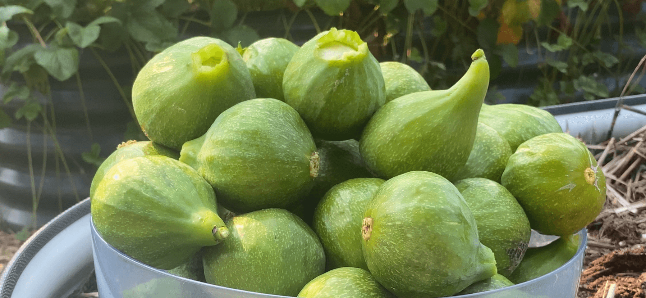 Ripe green figs showing the softness and droop that indicate harvest time