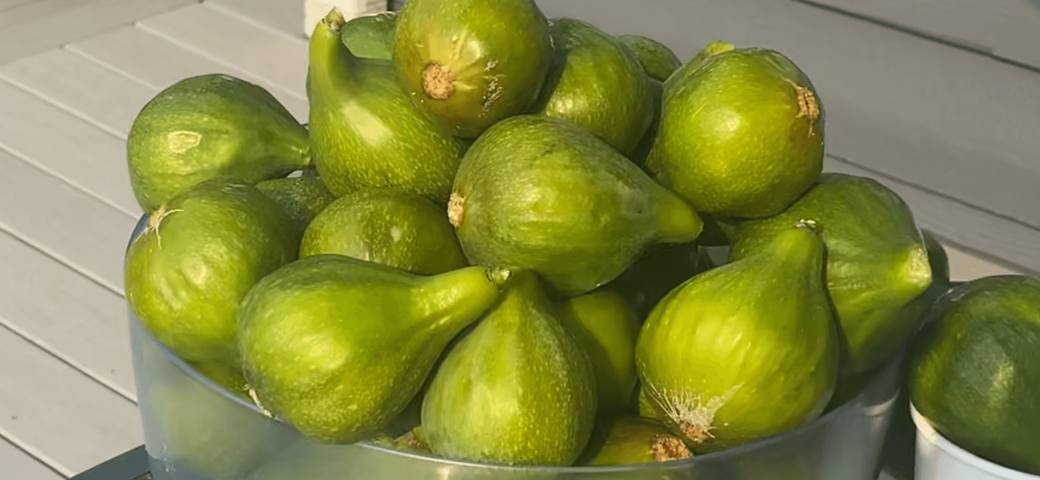 Fresh ripe green figs harvested from a backyard fig tree.