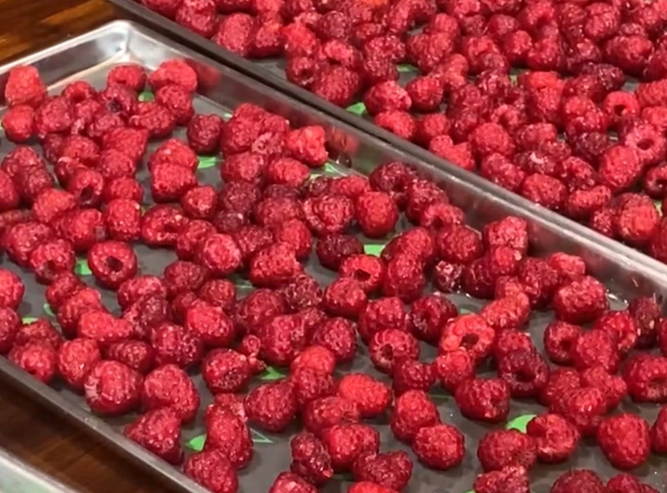Fresh raspberries arranged in a single layer on home freeze-dryer trays.