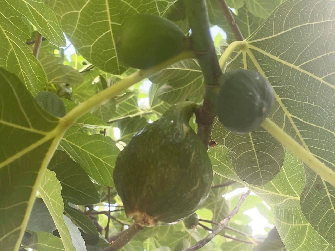 Ripe green fig hanging on a backyard fig tree.
