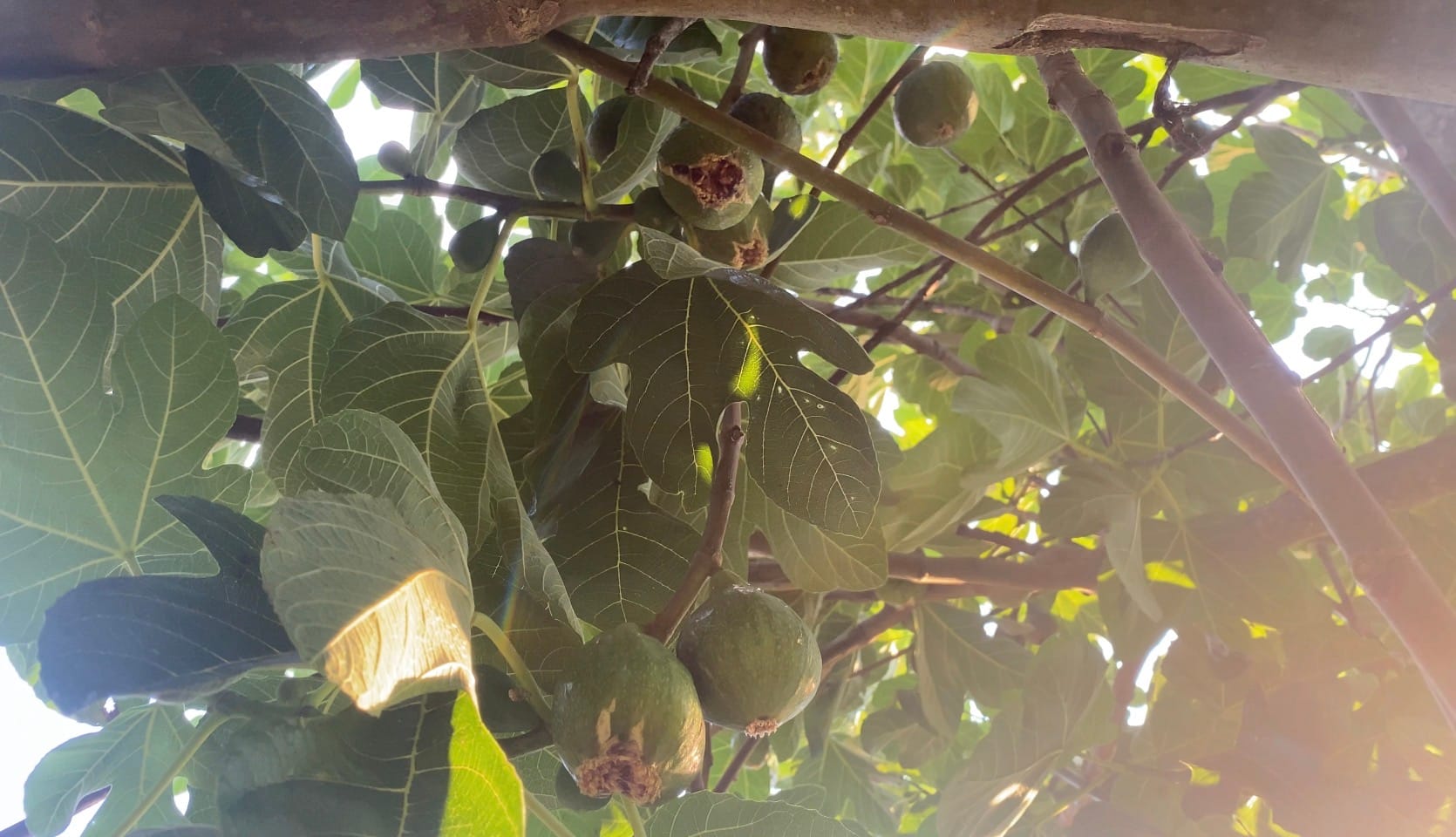 Ripe and unripe green figs compared on a fig tree.