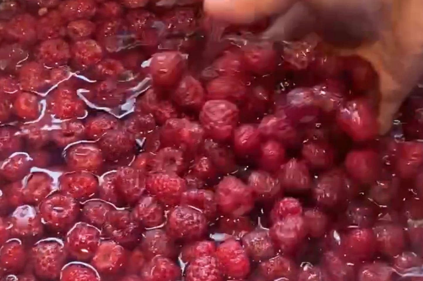 Washed raspberries drying on clean towels before freeze-drying.