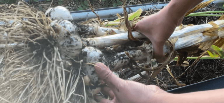 When Is Elephant Garlic Ready to Harvest? 7 Signs It’s Time to Dig