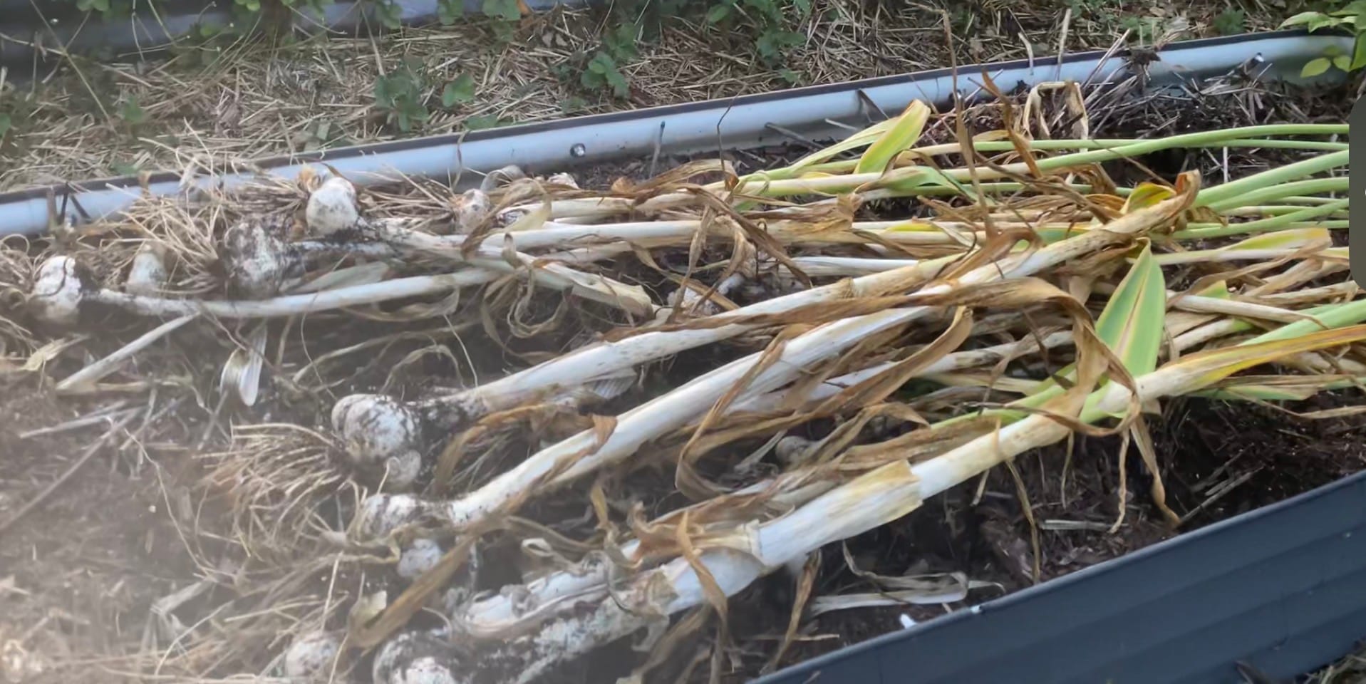 Freshly harvested elephant garlic arranged for curing