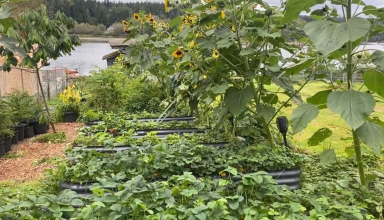 Fall Garden