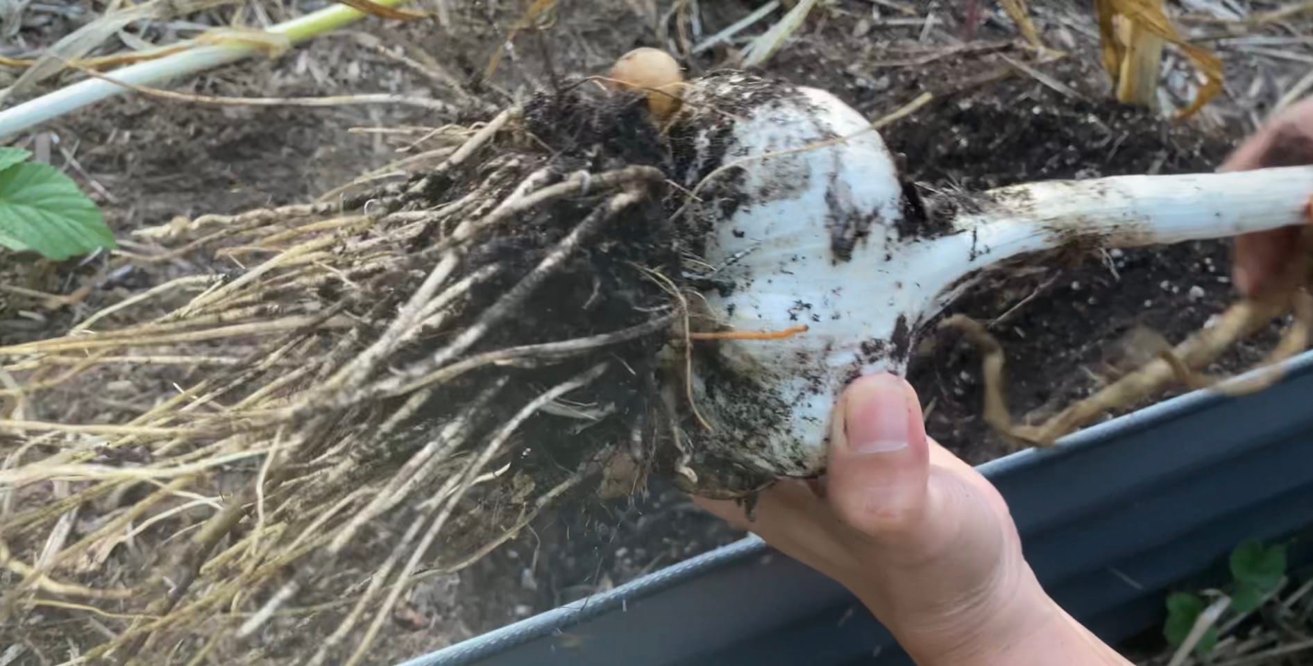 Freshly harvested elephant garlic from a Zone 8b garden