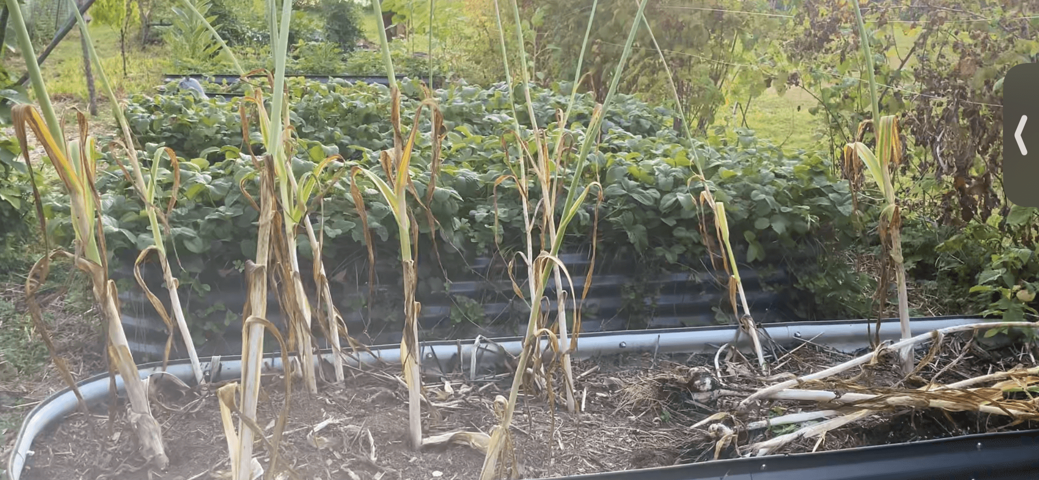 Brown lower leaves showing elephant garlic is ready to harvest