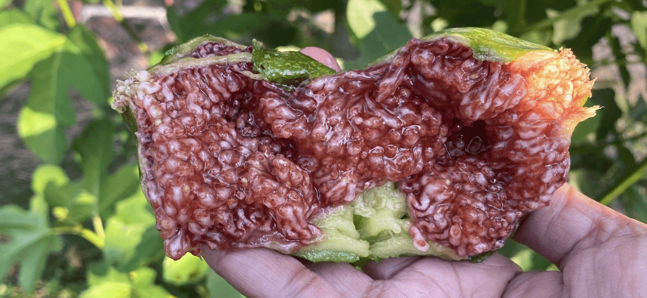 Inside a ripe green fig showing soft, moist flesh.