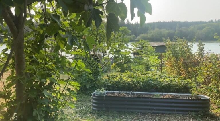 late-summer-zone-8b-garden-kitsap