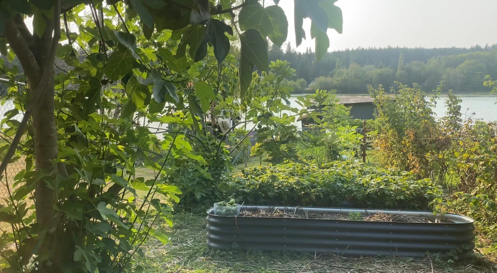 Late-summer Zone 8b garden overlooking the waterfront on the Kitsap Peninsula